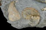 Fossil Ammonite Cluster - South Dakota #115077-6